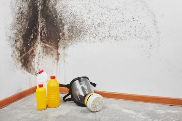 Best Emergency Mold Removal  in Bandon, OR