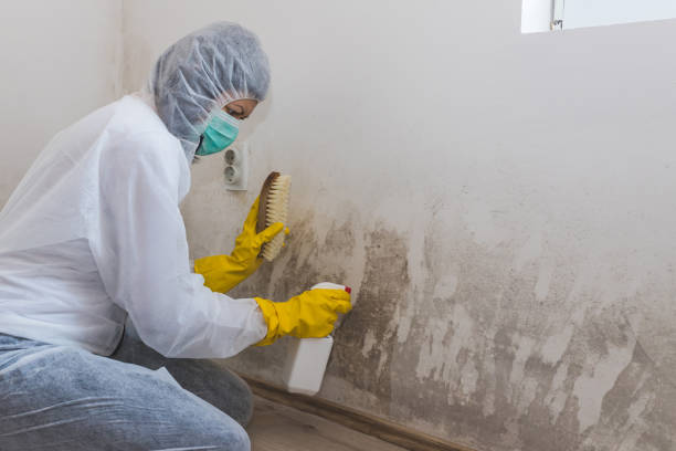Best Professional Mold Removal  in Bandon, OR