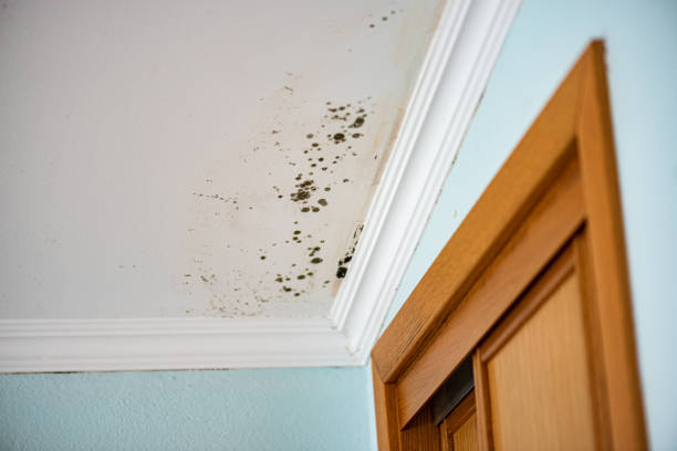 Best Certified Mold Removal  in Bandon, OR