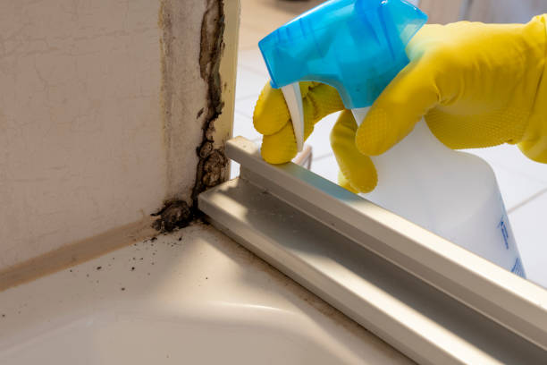 Best Toxic Mold Removal  in Bandon, OR