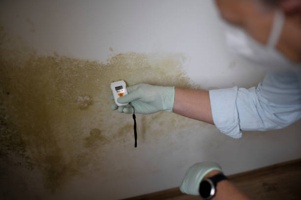 Best Local Mold Removal Service  in Bandon, OR