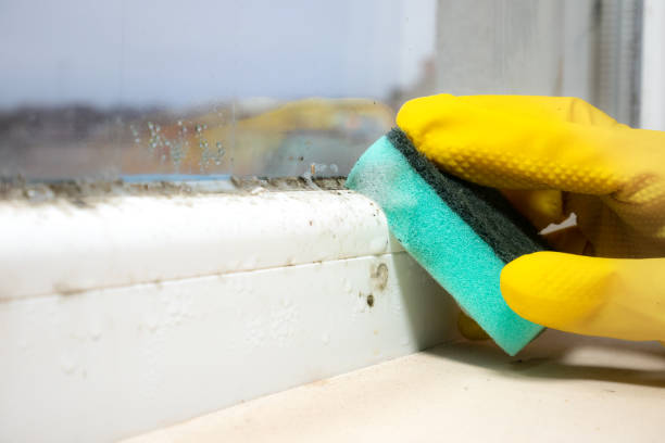 Best Commercial Mold Removal  in Bandon, OR