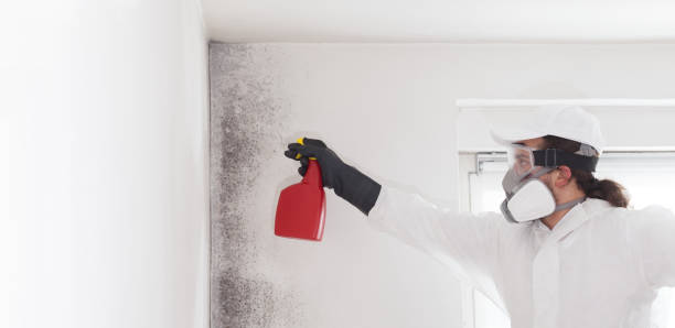 Best Attic Mold Removal  in Bandon, OR