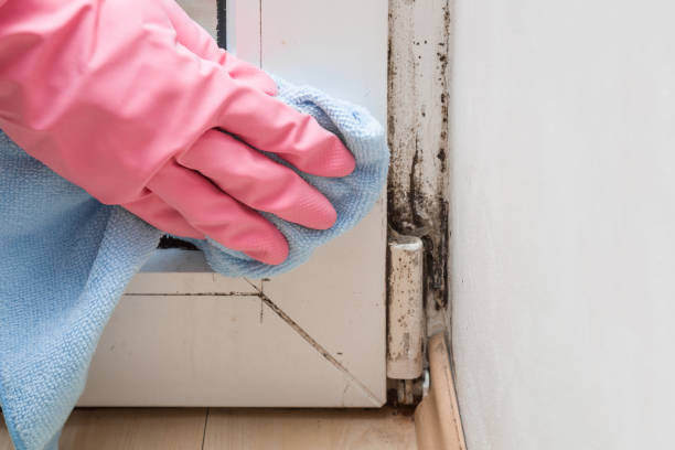 Best Emergency Mold Removal  in Bandon, OR