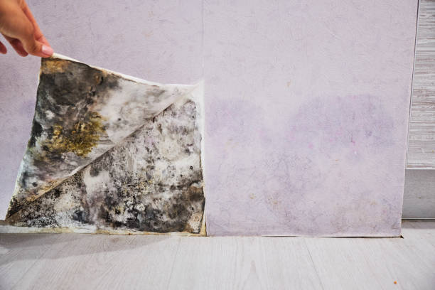 Best Mold Testing  in Bandon, OR